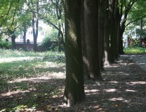 Dziś park - kiedyś stary żydowski cmentarz. 